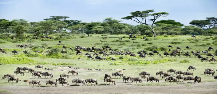 I et åpent landskap som ligner dette – nasjonalparken Serengeti i Tanzania – blir det en klar fordel for fortidsmennesket å kunne gå oppreist på to bein og å ha en stor hjerne.  (Foto: Nature Picture Library/NTBscanpix)