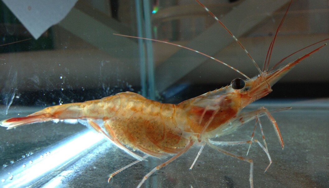 Larvene til dypvannsreka (Pandalus borealis) utvikler seg raskere ved en høyere temperatur i havet. (Foto: Renee K. Bechmann, Iris) Larvene til dypvannsreka (Pandalus borealis) utvikler seg raskere ved en høyere temperatur i havet. (Foto: Renee K. Bechmann, Iris)