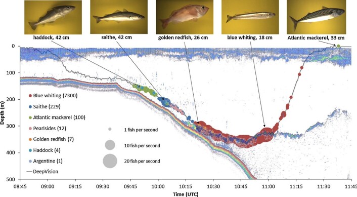 Folkene bak Deep Vision ser for seg at den kan brukes til å ta ut fiskeprøver i forksjellige lag i sjøen. Denne grafikken viser både bilder fra ekkoloddet, banen som ble trålet, og hva slags fisk som forskerne fant på forskjellige havdyp med kamerasystemet. (Foto: (Bilde: Shale Rosen)) Folkene bak Deep Vision ser for seg at den kan brukes til å ta ut fiskeprøver i forksjellige lag i sjøen. Denne grafikken viser både bilder fra ekkoloddet, banen som ble trålet, og hva slags fisk som forskerne fant på forskjellige havdyp med kamerasystemet. (Foto: (Bilde: Shale Rosen))