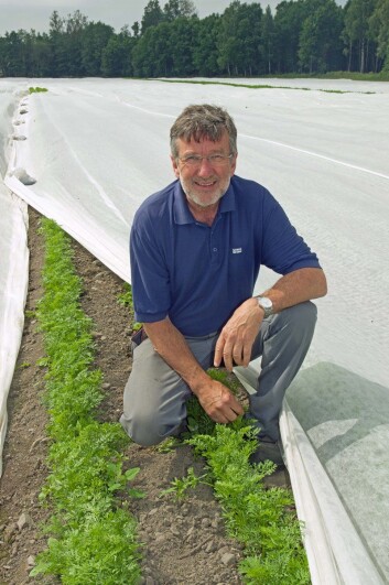 Gulrotdyrker Jens Kase behandler gulrøttene pent slik at de skal smake godt. Men det holder ikke med god behandling hvis ikke gulroten dyrkes i riktig jord. (Foto: Georg Mathisen) Gulrotdyrker Jens Kase behandler gulrøttene pent slik at de skal smake godt. Men det holder ikke med god behandling hvis ikke gulroten dyrkes i riktig jord. (Foto: Georg Mathisen)