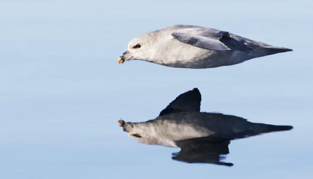 Sjøfuglen havhest spiser plast. Så mye spiser de at forskere fant plast i magen til de fleste havhestene de undersøkte i Nordsjøen. (Foto: Scanpix, Håkon Mosvold Larsen) Sjøfuglen havhest spiser plast. Så mye spiser de at forskere fant plast i magen til de fleste havhestene de undersøkte i Nordsjøen. (Foto: Scanpix, Håkon Mosvold Larsen)