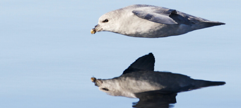 Sjøfuglen havhest spiser plast. Så mye spiser de at forskere fant plast i magen til de fleste havhestene de undersøkte i Nordsjøen. (Foto: Scanpix, Håkon Mosvold Larsen)