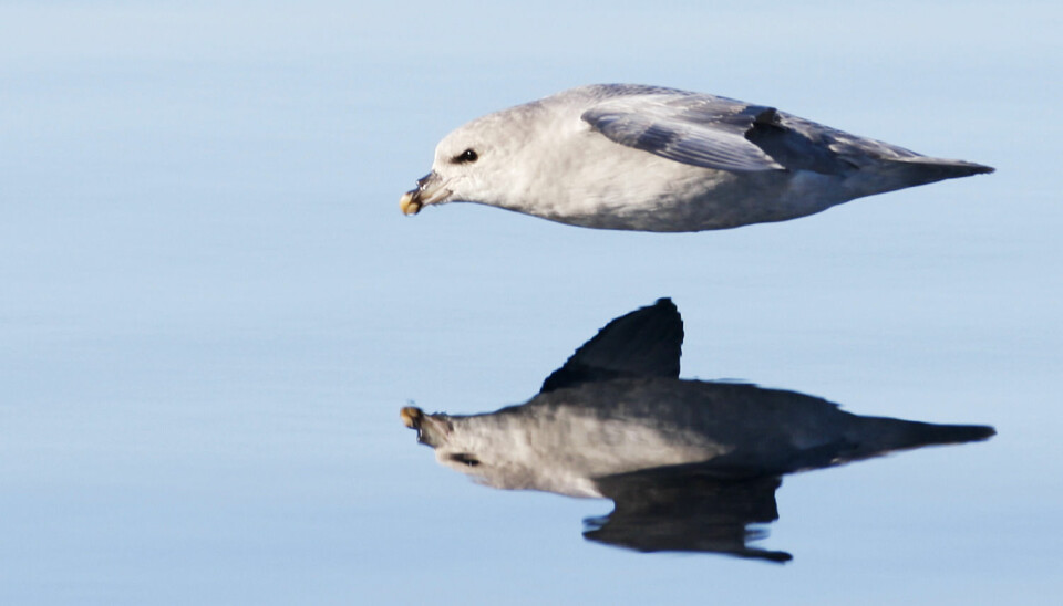 Sjøfuglen havhest spiser plast. Så mye spiser de at forskere fant plast i magen til de fleste havhestene de undersøkte i Nordsjøen. (Foto: Scanpix, Håkon Mosvold Larsen)