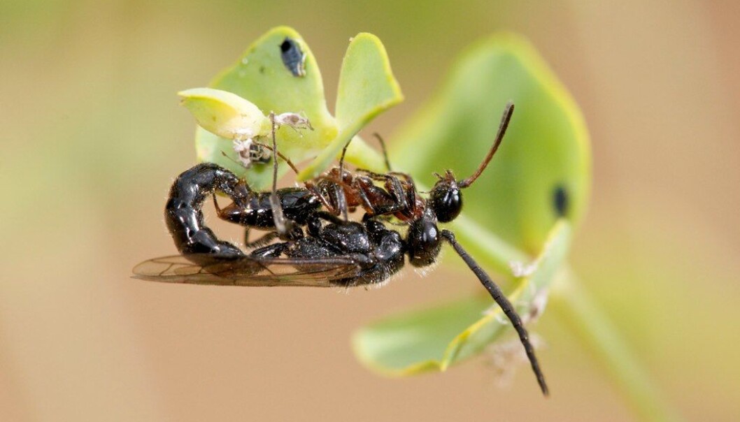 Sandjegerveps er en art som er knyttet til varme sandområder der den lever som parasitt på larver av billearten sandjegere. (Foto: Carlos Enrique Hermosilla, Flickr) Sandjegerveps er en art som er knyttet til varme sandområder der den lever som parasitt på larver av billearten sandjegere. (Foto: Carlos Enrique Hermosilla, Flickr)