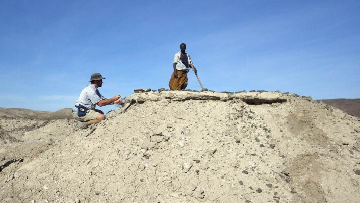 En amerikansk paleoantropolog og en etiopisk medhjelper på funnstedet i Ledi-Geraru-området i Afar-provinsen i Etiopia. Foto: J. Ramon Arrowsmith En amerikansk paleoantropolog og en etiopisk medhjelper på funnstedet i Ledi-Geraru-området i Afar-provinsen i Etiopia. Foto: J. Ramon Arrowsmith