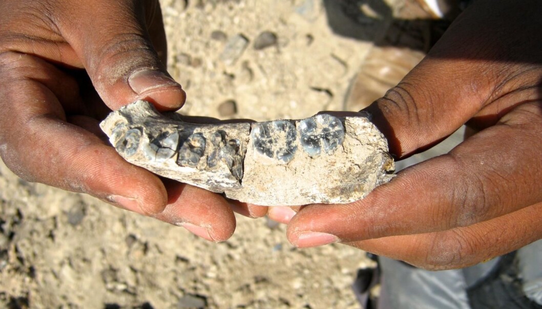 Funnet av en underkjeve med fem intakte tenner i Etiopia kan være med på å fylle gapet i menneskets evolusjon – fra førmennesket Australopithecus til menneskeslekten Homo. Underkjeven er 2,8 millioner år gammel og bærer klare trekk av å ha tilhørt et individ på vei mot å bli en del av slekten Homo. (Foto: Kaye Reed) Funnet av en underkjeve med fem intakte tenner i Etiopia kan være med på å fylle gapet i menneskets evolusjon – fra førmennesket Australopithecus til menneskeslekten Homo. Underkjeven er 2,8 millioner år gammel og bærer klare trekk av å ha tilhørt et individ på vei mot å bli en del av slekten Homo. (Foto: Kaye Reed)