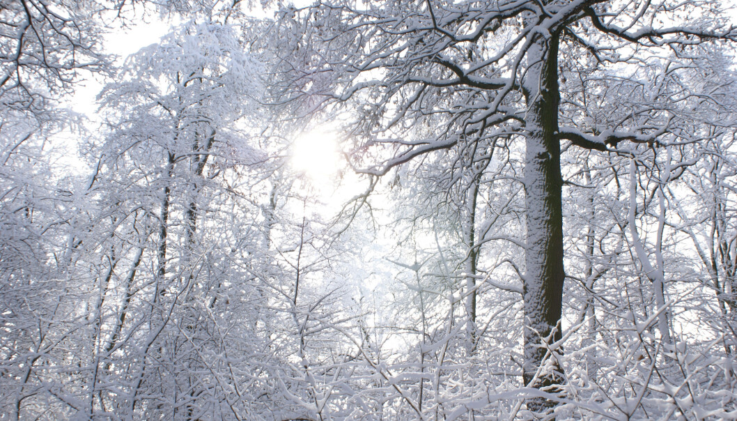 De europeiske skogene var en gang preget av mye større mangfold, men det satte istidene en stopper for. Det kalde været gjorde at bare de aller mest kuldetolerante trærne overlevde. (Foto: Colourbox) De europeiske skogene var en gang preget av mye større mangfold, men det satte istidene en stopper for. Det kalde været gjorde at bare de aller mest kuldetolerante trærne overlevde. (Foto: Colourbox)