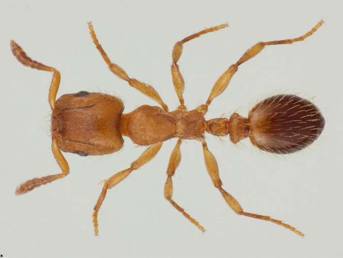 Røvermaur er en av tre maurarter i Norge som holder slaver. (Foto: Karsten Sund, Naturhistorisk museum) Røvermaur er en av tre maurarter i Norge som holder slaver. (Foto: Karsten Sund, Naturhistorisk museum)