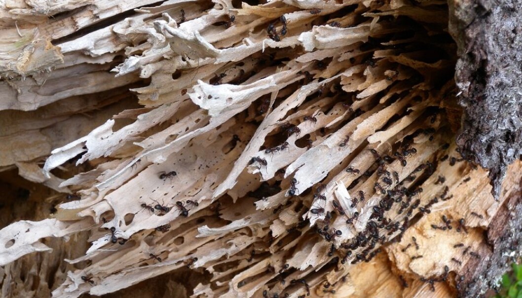 Det blir ikke mye igjen når herkulesstokkmaur får gnage uforstyrret i trestammer. (Foto: Torstein Kvamme, Skog og landskap) Det blir ikke mye igjen når herkulesstokkmaur får gnage uforstyrret i trestammer. (Foto: Torstein Kvamme, Skog og landskap)