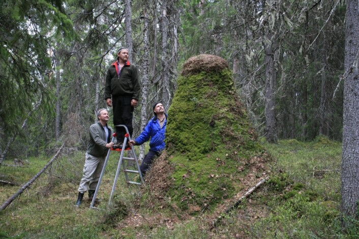 Norges høyeste maurtue ligger i søndre Trysil. Høyden er 238 cm i gjennomsnitt for største og minste høyde. Torstein Kvamme til venstre i bildet. (Foto: Oskar Puschmann, Skog og landskap) Norges høyeste maurtue ligger i søndre Trysil. Høyden er 238 cm i gjennomsnitt for største og minste høyde. Torstein Kvamme til venstre i bildet. (Foto: Oskar Puschmann, Skog og landskap)