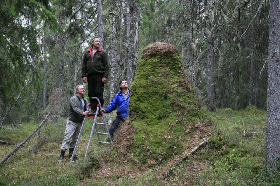 Norges høyeste maurtue ligger i søndre Trysil. Høyden er 238 cm i gjennomsnitt for største og minste høyde. Torstein Kvamme til venstre i bildet. (Foto: Oskar Puschmann, Skog og landskap)