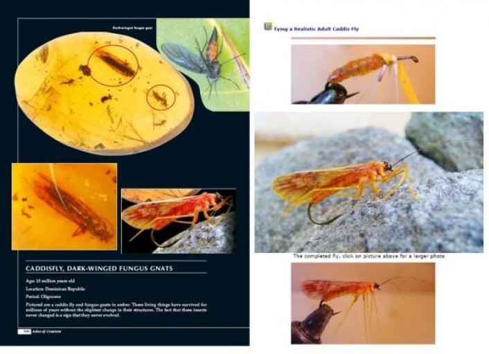 Til venstre en side fra første opplag av Harun Yahyas «Atlas of Creation». Forfatteren «beviser» at fossiler ser ut akkurat som nålevende insekter, avbildet på den svarte siden nederst til høyre. Men på bildet av insektet ser man en krok under magen. Det er fordi bildet stammer fra en hjemmeside for fiskeredskaper. Det originale bildet kan man se til høyre. Bildet er fjernet i senere utgaver. (Foto: (Illustrasjon: Peter Kjærgaard)) Til venstre en side fra første opplag av Harun Yahyas «Atlas of Creation». Forfatteren «beviser» at fossiler ser ut akkurat som nålevende insekter, avbildet på den svarte siden nederst til høyre. Men på bildet av insektet ser man en krok under magen. Det er fordi bildet stammer fra en hjemmeside for fiskeredskaper. Det originale bildet kan man se til høyre. Bildet er fjernet i senere utgaver. (Foto: (Illustrasjon: Peter Kjærgaard))