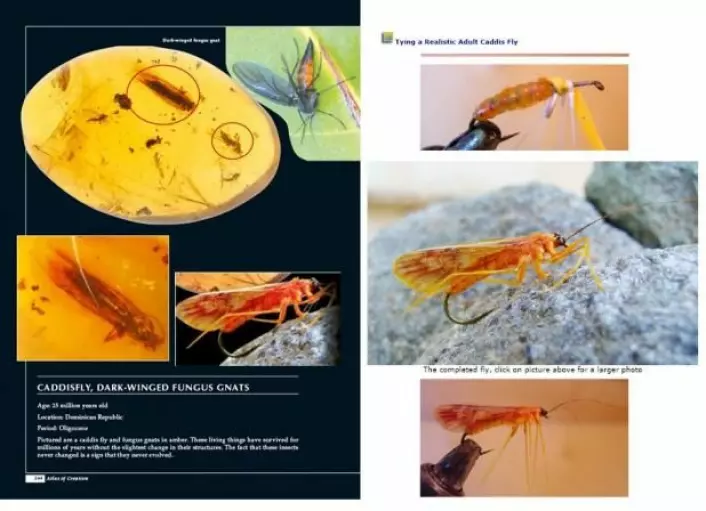 Til venstre en side fra første opplag av Harun Yahyas «Atlas of Creation». Forfatteren «beviser» at fossiler ser ut akkurat som nålevende insekter, avbildet på den svarte siden nederst til høyre. Men på bildet av insektet ser man en krok under magen. Det er fordi bildet stammer fra en hjemmeside for fiskeredskaper. Det originale bildet kan man se til høyre. Bildet er fjernet i senere utgaver.  (Foto: (Illustrasjon: Peter Kjærgaard))