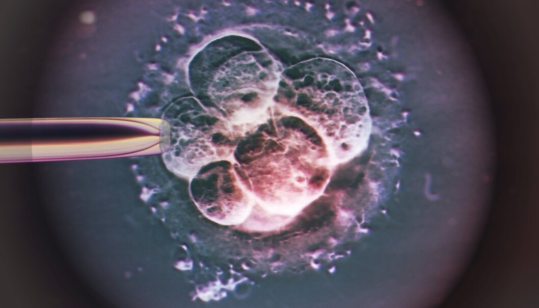 Et menneskeembryo slik det ser ut to-tre døgn etter kunstig befruktning. Kanskje er det de samme årsakene som ligger bak både brystkreftrisikoen og den manglende evnen til å få barn uten prøverørshjelp. Et menneskeembryo slik det ser ut to-tre døgn etter kunstig befruktning. Kanskje er det de samme årsakene som ligger bak både brystkreftrisikoen og den manglende evnen til å få barn uten prøverørshjelp.