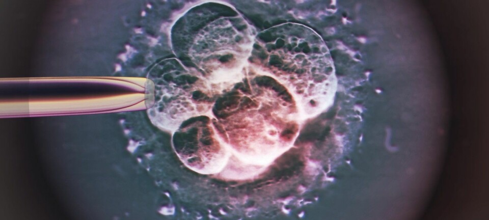 Et menneskeembryo slik det ser ut to-tre døgn etter kunstig befruktning. Kanskje er det de samme årsakene som ligger bak både brystkreftrisikoen og den manglende evnen til å få barn uten prøverørshjelp.