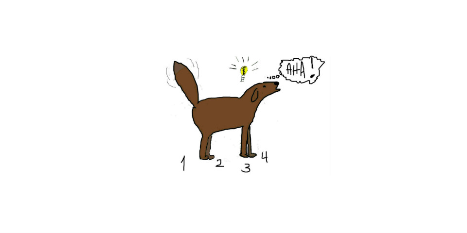 Hundetrening – en intro