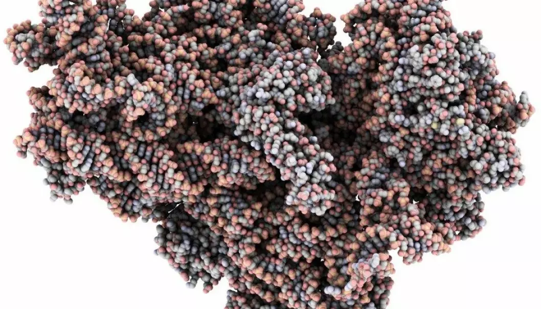 Forskere har en ny teori om at ribosomer var det første skrittet i retning av livet på jorden. (Illustrasjon: Wikimedia Commons)