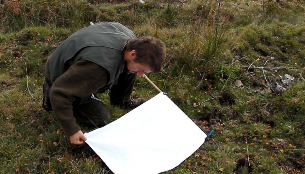 Forskeren registrerer omfanget av flått ved å dra et håndkle langs bakken som flåtten fester seg på. (Foto: Bioforsk) Forskeren registrerer omfanget av flått ved å dra et håndkle langs bakken som flåtten fester seg på. (Foto: Bioforsk)