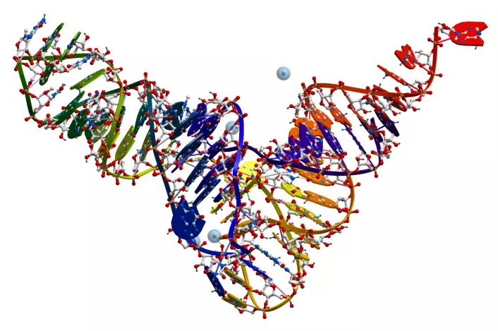 RNA brukes i forskjellige former til forskjellige formål. Blant annet blir DNA oversatt til mRNA (messenger RNA), som igjen blir oversatt til proteiner. RNA blir brukt når ribosomene setter sammen aminosyrer til proteiner. Små RNA-stumper brukes til å gjenkjenne de enkelte aminosyrene. Dette kalles tRNA (bildet). Dessuten brukes RNA som strukturmolekyler i blant annet ribosomer.  (Foto: Colourbox)