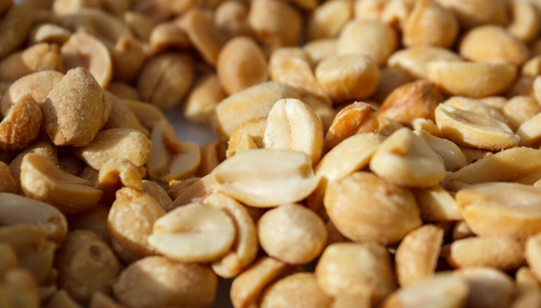 Peanøtter kan være farlig for allergikere, men det er mulig å trene opp toleransen. (Foto: Colourbox) Peanøtter kan være farlig for allergikere, men det er mulig å trene opp toleransen. (Foto: Colourbox)