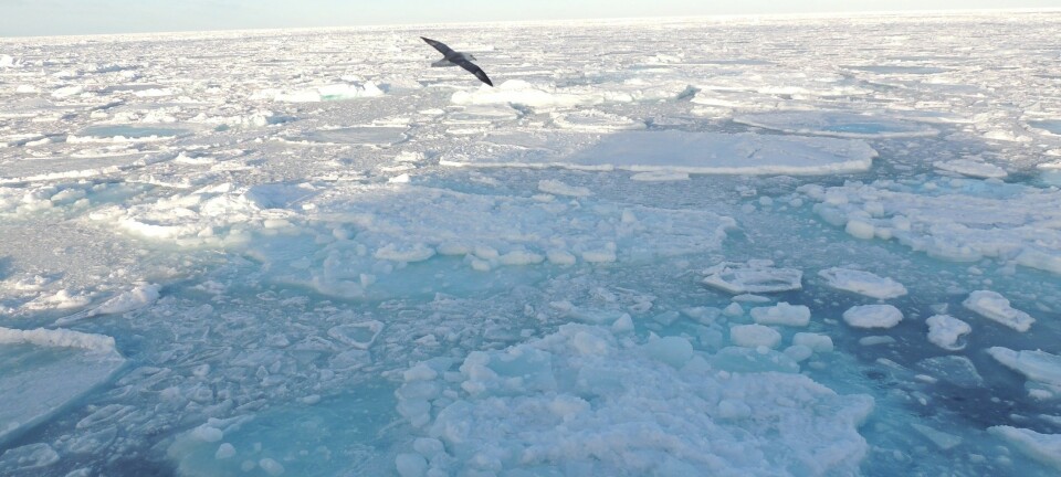 Tidevannet fra Atlanterhavet spiller en viktig rolle for issmeltingen i Arktis.  (Foto: Microstock)