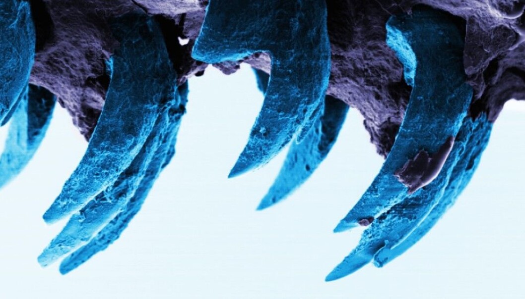 Fibrene i disse tennene er flere tusen ganger tynnere enn menneskeskapte nanofibre i for eksempel kevlar. (Foto: Asa Barber, University of Portsmouth) Fibrene i disse tennene er flere tusen ganger tynnere enn menneskeskapte nanofibre i for eksempel kevlar. (Foto: Asa Barber, University of Portsmouth)