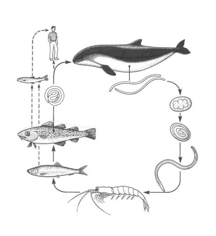 Illustrasjonen viser rundmarkens livssyklus. Den legger egg i hvalmager, og de skilles ut gjennom ut hvalens avføring. Eggene klekkes ut og markene blir spist av krill, som igjen blir spist av fisk. Parasitten borer seg gjennom magen og setter seg i kjøttet. Hvis fisken ikke har vært frosset, kan mennesker bli infisert, noe som kan forårsake store magesmerter og diaré. (Foto: (Illustrasjon fra boken: Fish Diseases – An Introduction. Buchmann, K., 2009)) Illustrasjonen viser rundmarkens livssyklus. Den legger egg i hvalmager, og de skilles ut gjennom ut hvalens avføring. Eggene klekkes ut og markene blir spist av krill, som igjen blir spist av fisk. Parasitten borer seg gjennom magen og setter seg i kjøttet. Hvis fisken ikke har vært frosset, kan mennesker bli infisert, noe som kan forårsake store magesmerter og diaré. (Foto: (Illustrasjon fra boken: Fish Diseases – An Introduction. Buchmann, K., 2009))