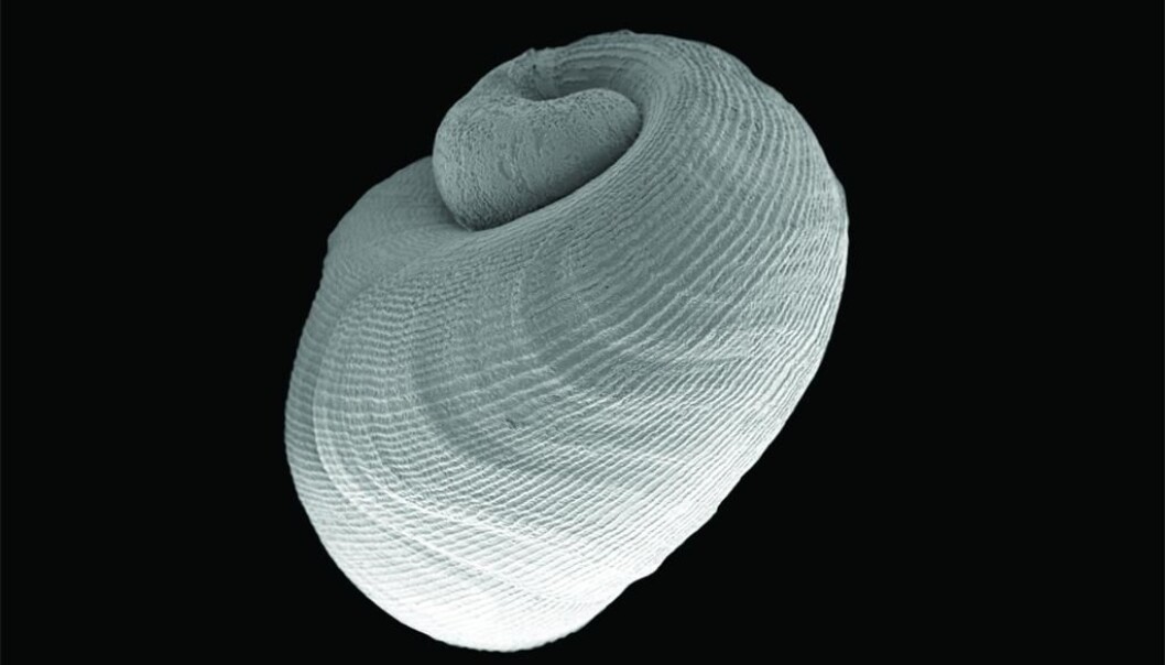 Colobocephalus costellatus. (Foto: Lena Tina Ohnheiser, Universitetsmuseet i Bergen) Colobocephalus costellatus. (Foto: Lena Tina Ohnheiser, Universitetsmuseet i Bergen)