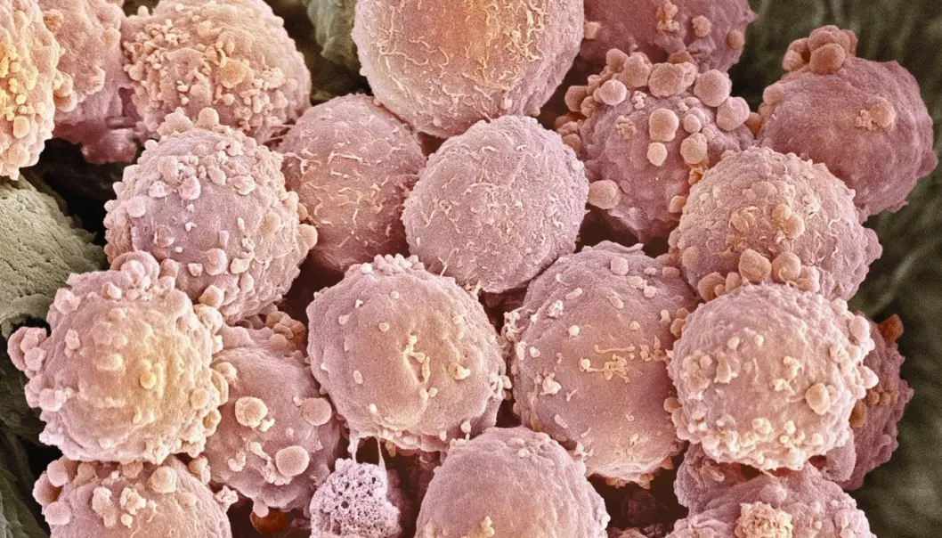 Ny kreftvaksine får immunforsvaret til å angripe kreft