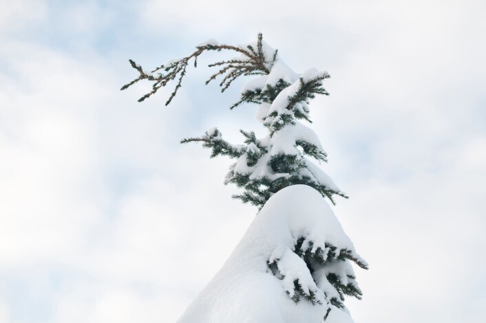 Mer våt snø betyr mer snølast på kraftledninger, mobilmaster og mer toppskader på trær. Høyere vintertemperaturer betyr også mindre stabil tele, mer ustabile grunnforhold og mer vindfall. (Foto: Lars Sandved Dalen, Skog og landskap) Mer våt snø betyr mer snølast på kraftledninger, mobilmaster og mer toppskader på trær. Høyere vintertemperaturer betyr også mindre stabil tele, mer ustabile grunnforhold og mer vindfall. (Foto: Lars Sandved Dalen, Skog og landskap)