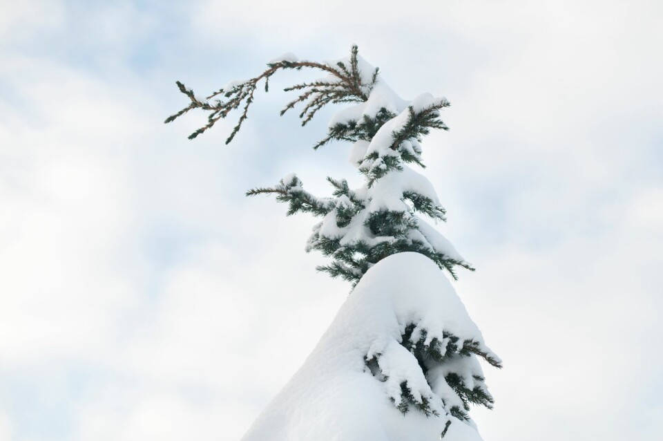 Mer våt snø betyr mer snølast på kraftledninger, mobilmaster og mer toppskader på trær. Høyere vintertemperaturer betyr også mindre stabil tele, mer ustabile grunnforhold og mer vindfall. (Foto: Lars Sandved Dalen, Skog og landskap)