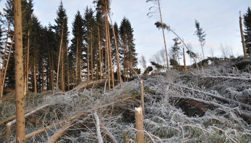 Etter orkanen Dagmar vinteren 2011–2012 var det mye skog, også på Østlandet, som ble felt av storm. (Foto: Anders Møyner Eid Hohle, Skog og landskap) Etter orkanen Dagmar vinteren 2011–2012 var det mye skog, også på Østlandet, som ble felt av storm. (Foto: Anders Møyner Eid Hohle, Skog og landskap)