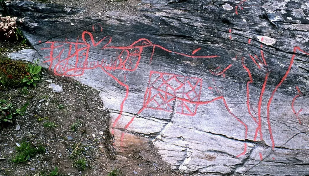 På Berg-feltet i Verdal er det hogd inn figurer i berget gjennom flere epoker, på samme vis som på det mer kjente Bardal-feltet. De eldste ristningene framstiller naturtro elger.  (Foto: Fredrik Gaustad / NTNU Vitenskapsmuseet)
