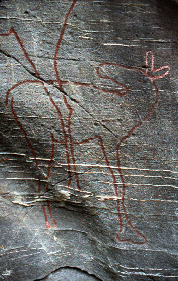 Elgen som snur hodet mot resten av flokken, er svært spesiell i norsk sammenheng. Det er funnet kun to helleristninger med dyr som snur seg. Denne elgen på Stykket på Fosen er den ene. (Foto: Kalle Sognnes / NTNU) Elgen som snur hodet mot resten av flokken, er svært spesiell i norsk sammenheng. Det er funnet kun to helleristninger med dyr som snur seg. Denne elgen på Stykket på Fosen er den ene. (Foto: Kalle Sognnes / NTNU)