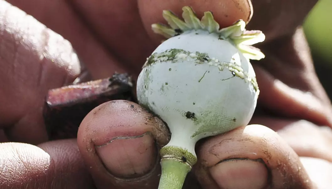 Ein mann i Mexico viser fram ein frøkapsel som safta som blir til opium, kjem frå. Opium er eit av dei rusmidla mennesket har brukt gjennom mange tusen år. Claudio Vargas, Reuters/NTB Scanpix