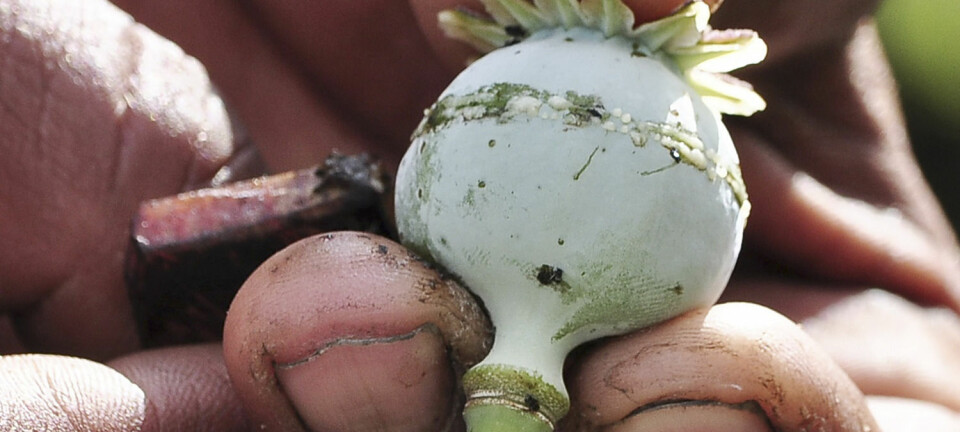 Ein mann i Mexico viser fram ein frøkapsel som safta som blir til opium, kjem frå. Opium er eit av dei rusmidla mennesket har brukt gjennom mange tusen år. Claudio Vargas, Reuters/NTB Scanpix