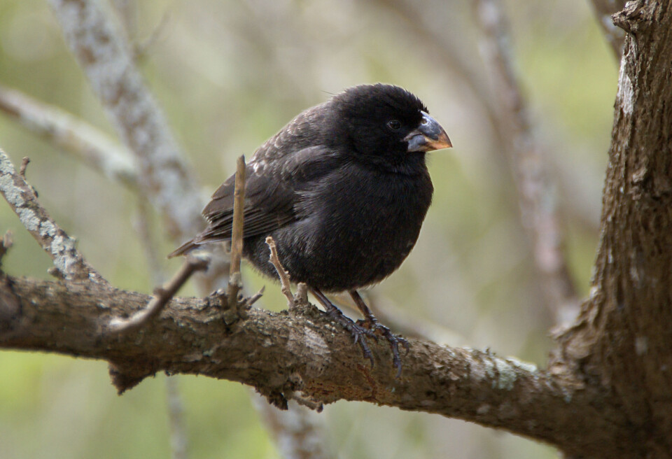Én av de mange darwinfinkene som lever på Galapagos: En mannlig utgave av mellomjordspurven (Geospiza fortis). (Foto: putneymark, Creative Commons)