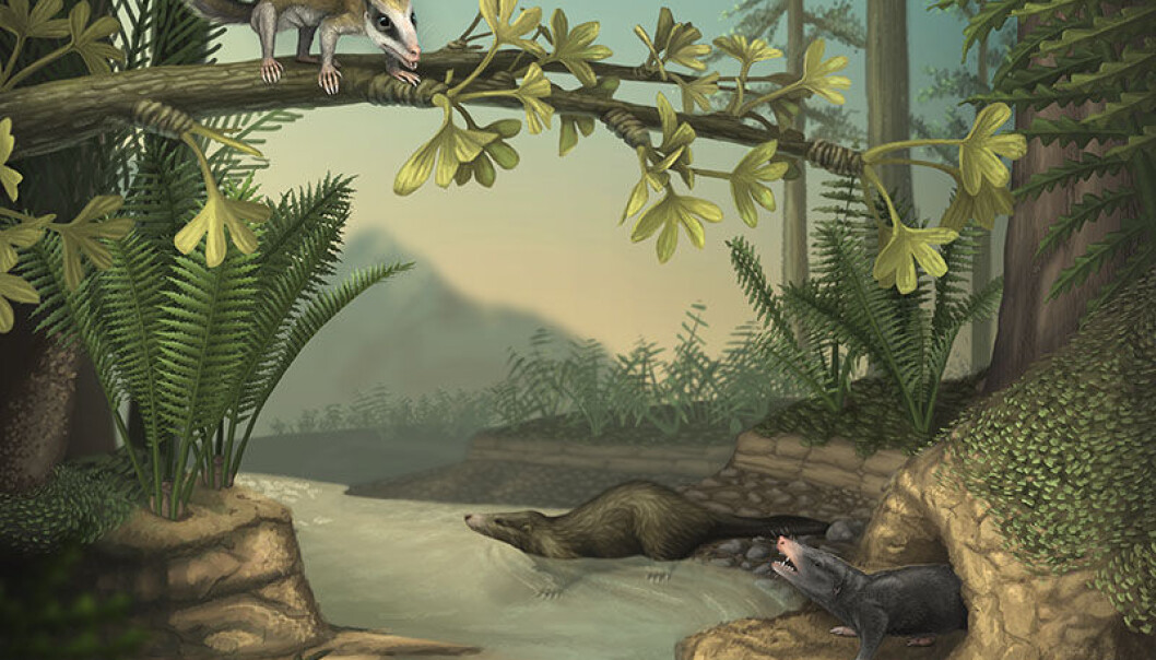 De to fossilene, slik en illustratør har sett dem for seg. Agilodocodon scansorius kan sees oppe i treet til høyre, og Docofossor brachydactylus sees i en hule nede til venstre. (Illustrasjon: April Neander, University of Chicago) De to fossilene, slik en illustratør har sett dem for seg. Agilodocodon scansorius kan sees oppe i treet til høyre, og Docofossor brachydactylus sees i en hule nede til venstre. (Illustrasjon: April Neander, University of Chicago)