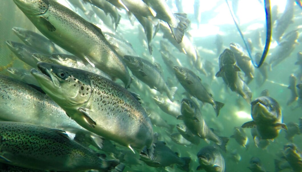 Når laksen svømmer tett, blir det færre lakselus på hver enkelt fisk. (Foto: Frode Oppedal, Havforskningsinstituttet) Når laksen svømmer tett, blir det færre lakselus på hver enkelt fisk. (Foto: Frode Oppedal, Havforskningsinstituttet)