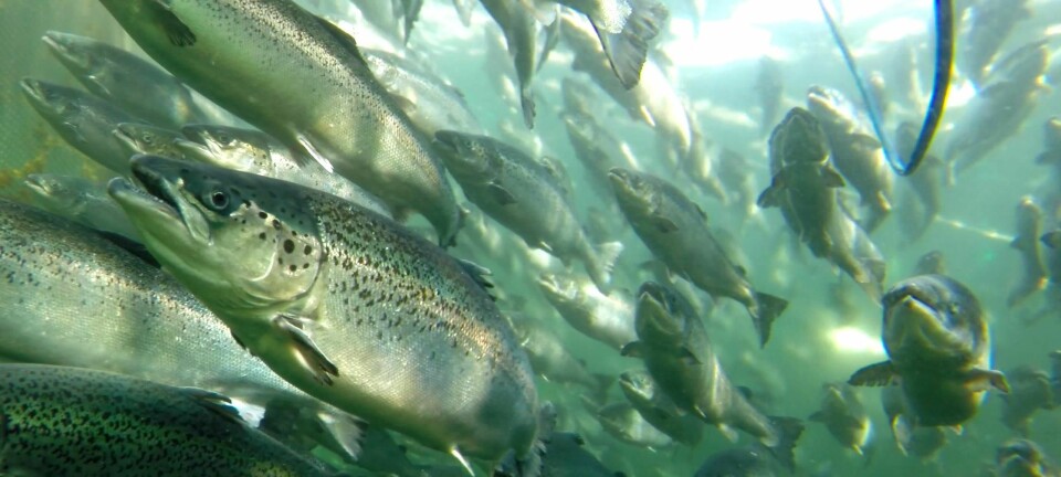 Når laksen svømmer tett, blir det færre lakselus på hver enkelt fisk. (Foto: Frode Oppedal, Havforskningsinstituttet)