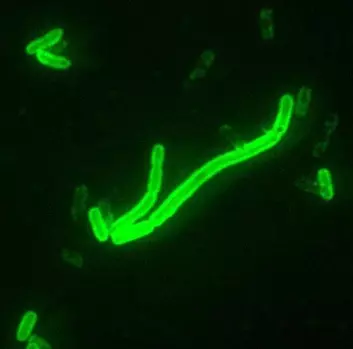 Her har vi den - pestbasillen Yersinia pestis. Blir du først smittet kan du behandles med streptomycin, men sykdommen er fremdeles svært farlig. (Foto: Oregon State Public Health Laboratory, USA/Wikimedia Commons)