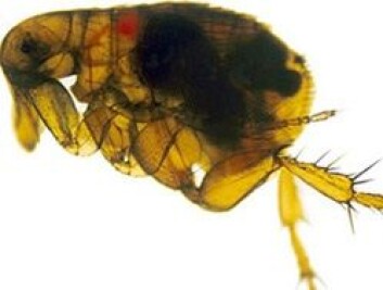 Pesten smittet via lopper. I utgangspunktet levde de på gnagere, gjerne rotter, men når disse døde gikk loppene over på mennesker. (Foto: National Institute of Allergies and Infectious Diseases, USA/Wikimedia Commons) Pesten smittet via lopper. I utgangspunktet levde de på gnagere, gjerne rotter, men når disse døde gikk loppene over på mennesker. (Foto: National Institute of Allergies and Infectious Diseases, USA/Wikimedia Commons)