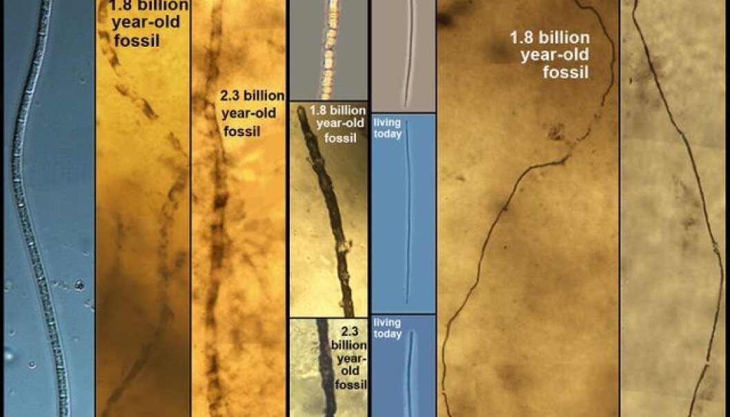 2,3 milliarder år - ingen utvikling. (Foto: J. William Schopf, UCLA Center for the Study of Evolution and the Origin of Life) 2,3 milliarder år - ingen utvikling. (Foto: J. William Schopf, UCLA Center for the Study of Evolution and the Origin of Life)