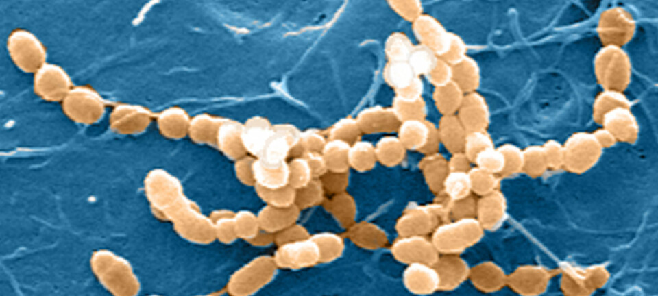 Kjeder av bakterien Streptococcus mitis, som har festet seg til celler fra munnhulen. (Foto: Institutt for oral biologi, UiO)