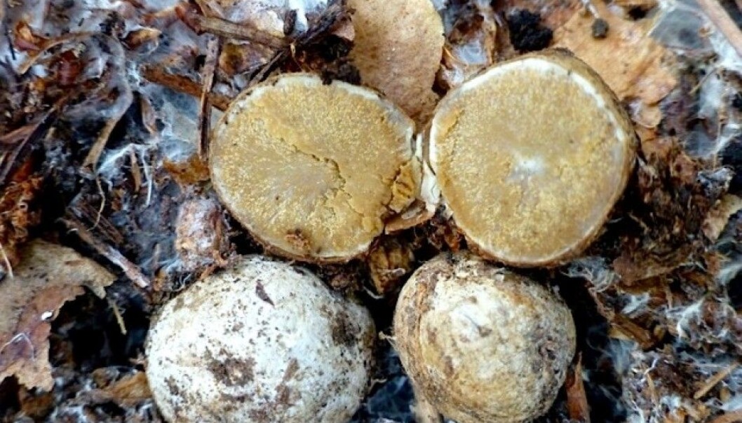 Arten <em>Sclerogaster hysterangoides</em> er en representant for trøffelslekta som ble funnet for første gang i Norge. Funnstedet ligger på Langesundtangen. (Foto: Anne Molia) Arten <em>Sclerogaster hysterangoides</em> er en representant for trøffelslekta som ble funnet for første gang i Norge. Funnstedet ligger på Langesundtangen. (Foto: Anne Molia)