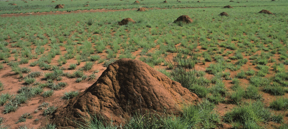 Rundt termitt-tuene klarer plantene seg bedre. Her fra Horombe-sletta på Madagaskar. (Foto: Science Photo Library/NTB scanpix)