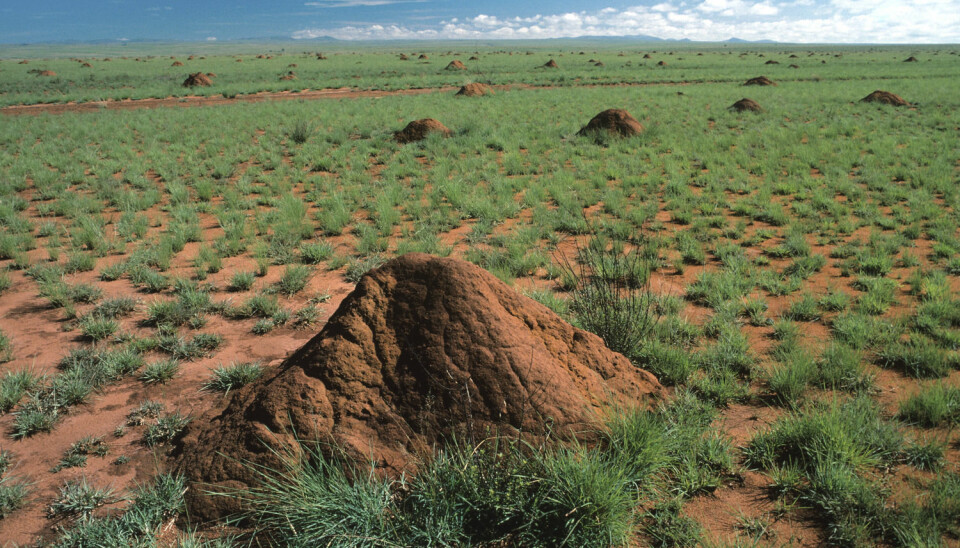 Rundt termitt-tuene klarer plantene seg bedre. Her fra Horombe-sletta på Madagaskar. (Foto: Science Photo Library/NTB scanpix)
