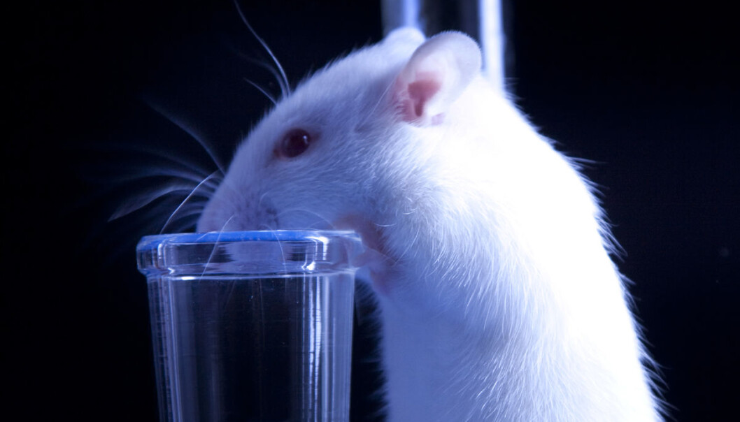 Forskere har klart å skru sukkerhungeren av og på i laboratoriemus uten å påvirke matlysten ellers. (Illustrasjonsfoto: Colourbox) Forskere har klart å skru sukkerhungeren av og på i laboratoriemus uten å påvirke matlysten ellers. (Illustrasjonsfoto: Colourbox)