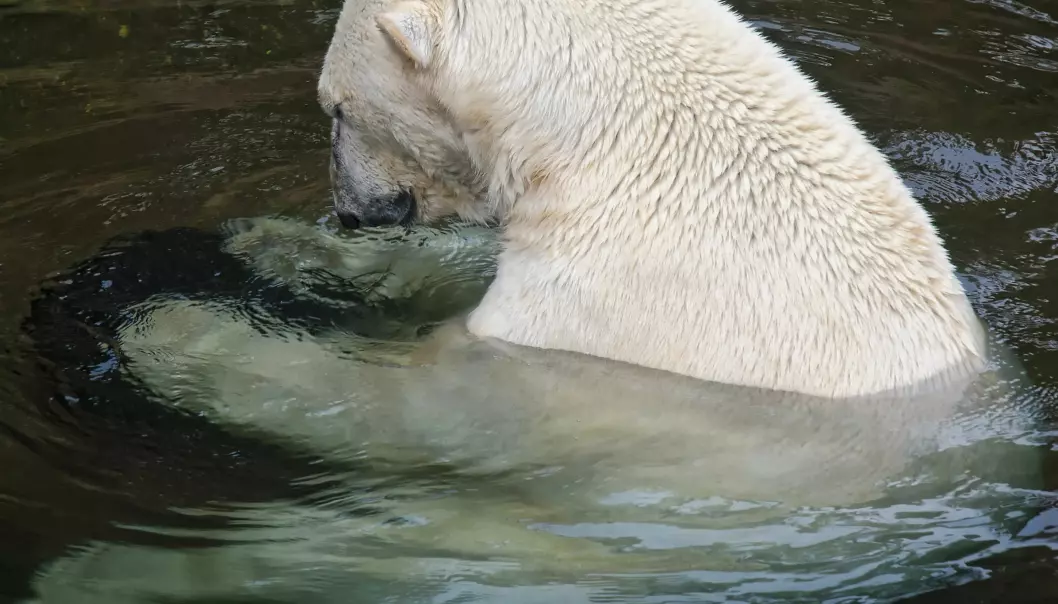 Kjemikalier kan gi isbjørner beinskjørhet i penis