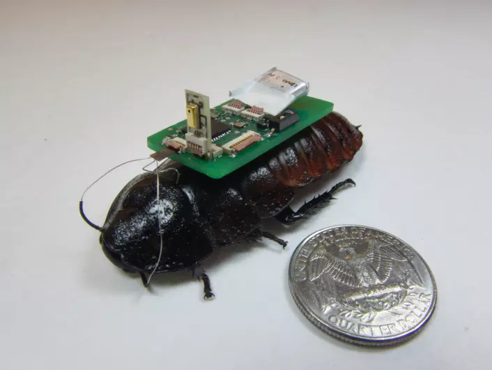 En kakerlakk med sekken på, klar for framtidige redningsoppdrag. Foto: Eric Whitmire/NCSU. https://news.ncsu.edu/2014/11/bozkurt-roach-biobot-2014/